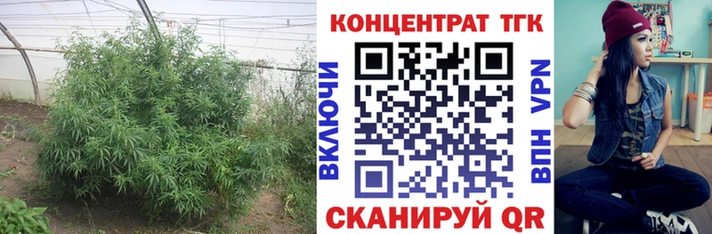ТГК концентрат  купить наркотики сайты  Кудрово 