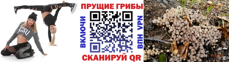 Псилоцибиновые грибы прущие грибы Кудрово